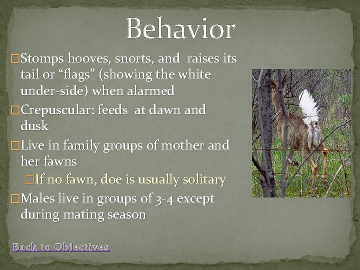 Behavior �Stomps hooves, snorts, and raises its tail or “flags” (showing the white under-side)