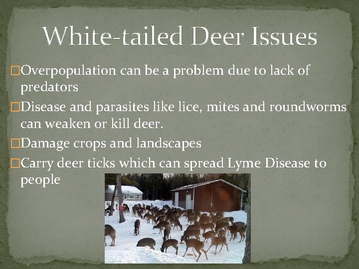 White-tailed Deer Issues �Overpopulation can be a problem due to lack of predators �Disease