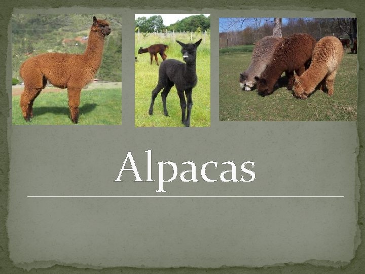 Alpacas 