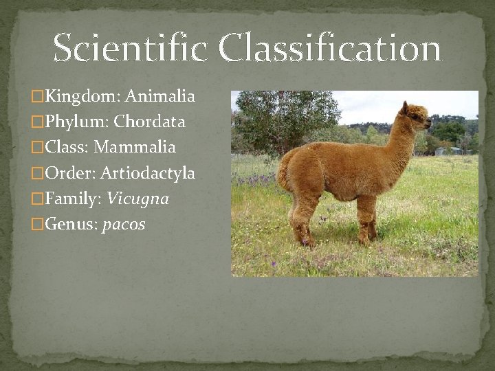 Scientific Classification �Kingdom: Animalia �Phylum: Chordata �Class: Mammalia �Order: Artiodactyla �Family: Vicugna �Genus: pacos