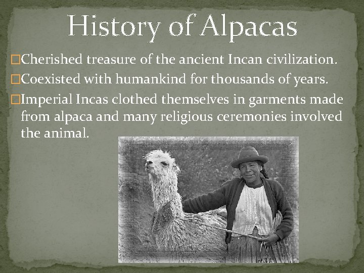 History of Alpacas �Cherished treasure of the ancient Incan civilization. �Coexisted with humankind for