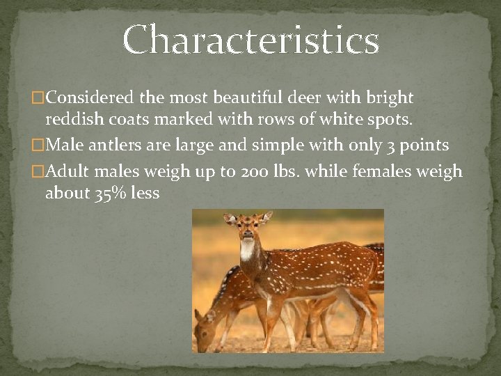 Characteristics �Considered the most beautiful deer with bright reddish coats marked with rows of