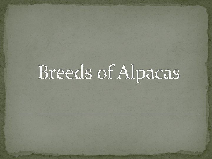 Breeds of Alpacas 