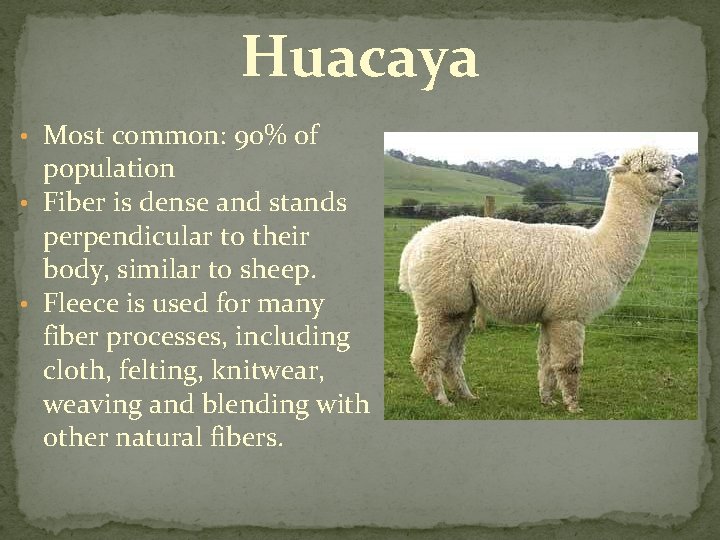Huacaya • Most common: 90% of population • Fiber is dense and stands perpendicular