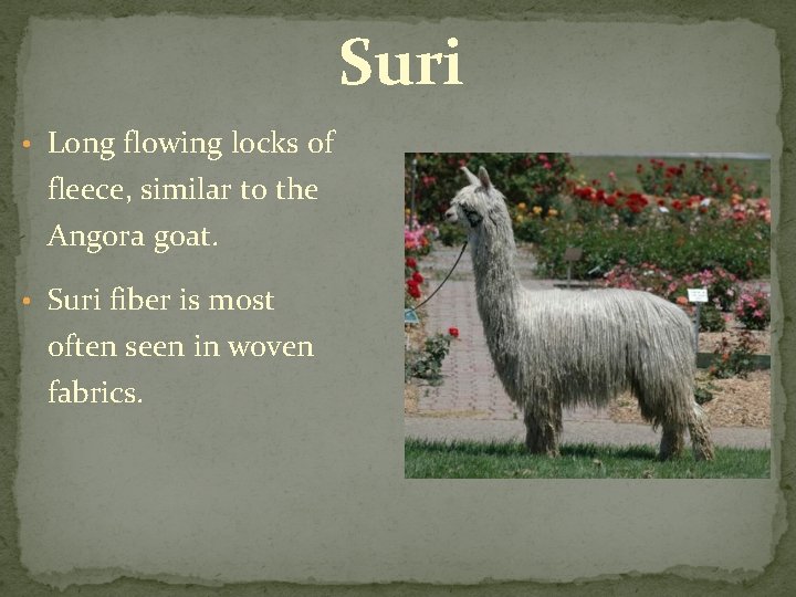 Suri • Long flowing locks of fleece, similar to the Angora goat. • Suri