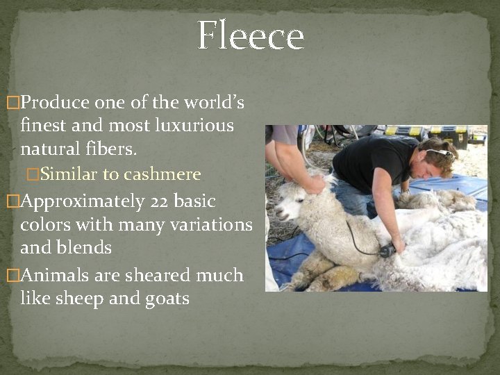 Fleece �Produce one of the world’s finest and most luxurious natural fibers. �Similar to