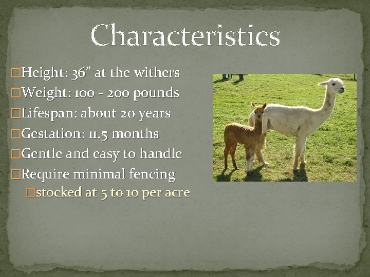 Characteristics �Height: 36” at the withers �Weight: 100 - 200 pounds �Lifespan: about 20