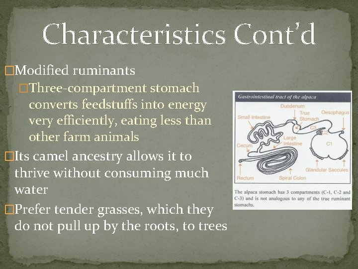 Characteristics Cont’d �Modified ruminants �Three-compartment stomach converts feedstuffs into energy very efficiently, eating less