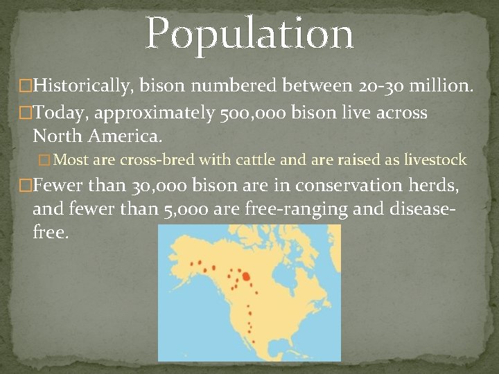 Population �Historically, bison numbered between 20 -30 million. �Today, approximately 500, 000 bison live