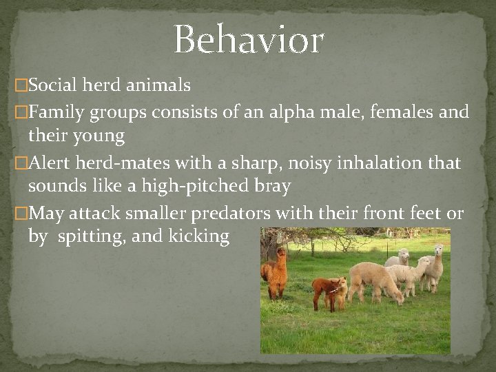 Behavior �Social herd animals �Family groups consists of an alpha male, females and their
