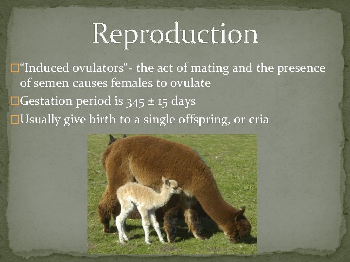 Reproduction �“Induced ovulators“- the act of mating and the presence of semen causes females