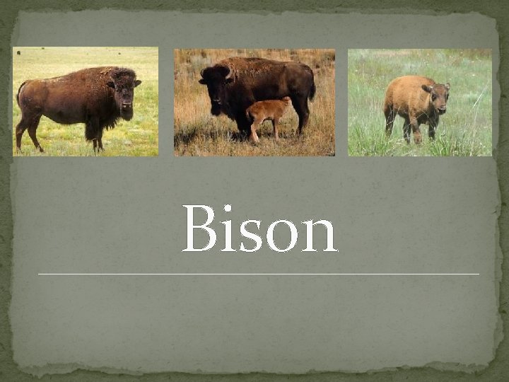 Bison 