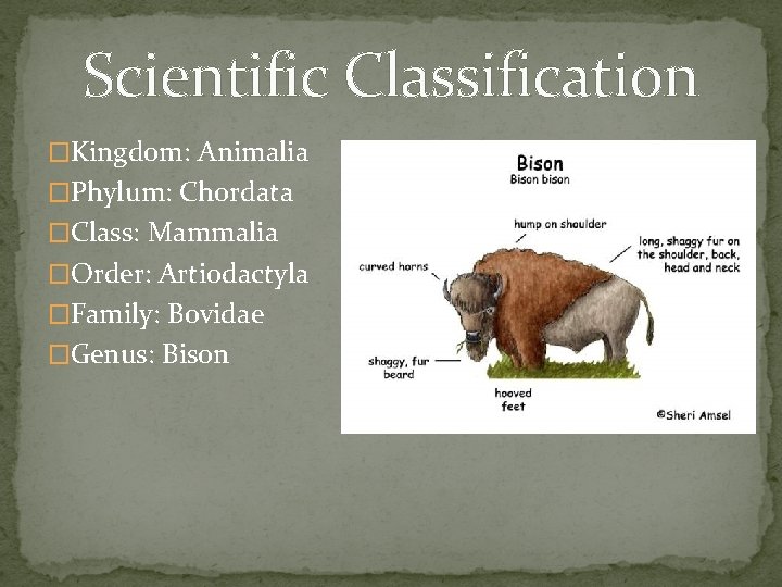 Scientific Classification �Kingdom: Animalia �Phylum: Chordata �Class: Mammalia �Order: Artiodactyla �Family: Bovidae �Genus: Bison