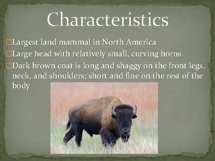 Characteristics �Largest land mammal in North America �Large head with relatively small, curving horns.