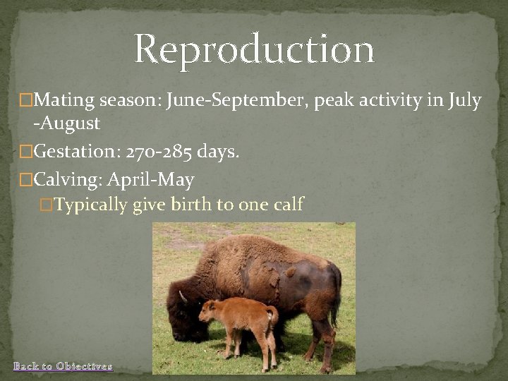 Reproduction �Mating season: June-September, peak activity in July -August �Gestation: 270 -285 days. �Calving: