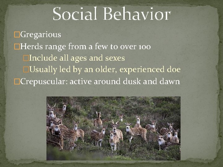Social Behavior �Gregarious �Herds range from a few to over 100 �Include all ages