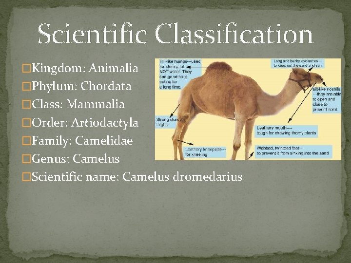 Scientific Classification �Kingdom: Animalia �Phylum: Chordata �Class: Mammalia �Order: Artiodactyla �Family: Camelidae �Genus: Camelus