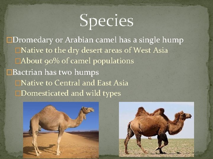 Species �Dromedary or Arabian camel has a single hump �Native to the dry desert