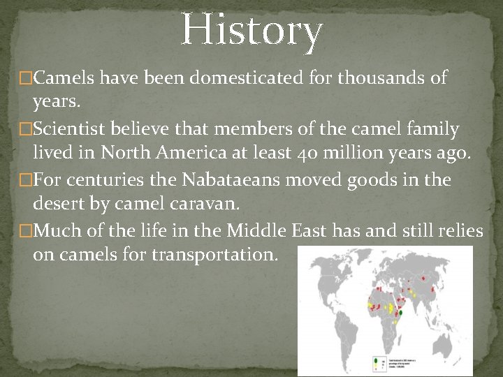 History �Camels have been domesticated for thousands of years. �Scientist believe that members of