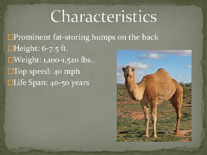 Characteristics �Prominent fat-storing humps on the back �Height: 6 -7. 5 ft. �Weight: 1,