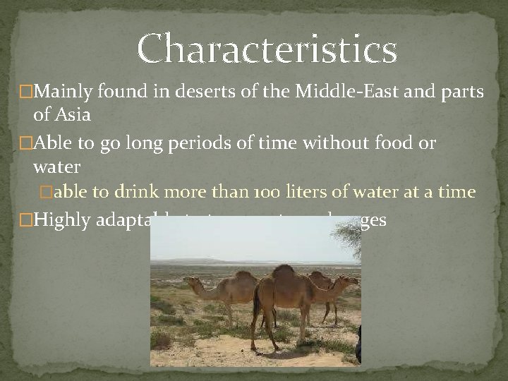 Characteristics �Mainly found in deserts of the Middle-East and parts of Asia �Able to