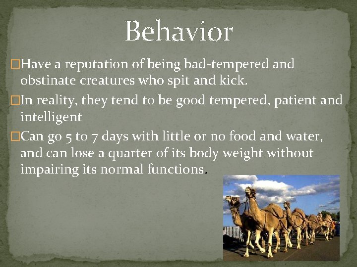 Behavior �Have a reputation of being bad-tempered and obstinate creatures who spit and kick.