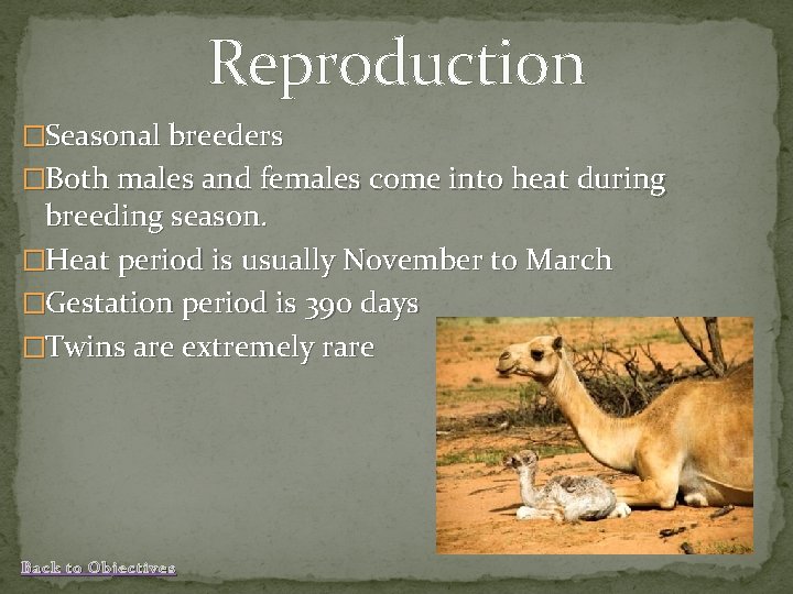 Reproduction �Seasonal breeders �Both males and females come into heat during breeding season. �Heat