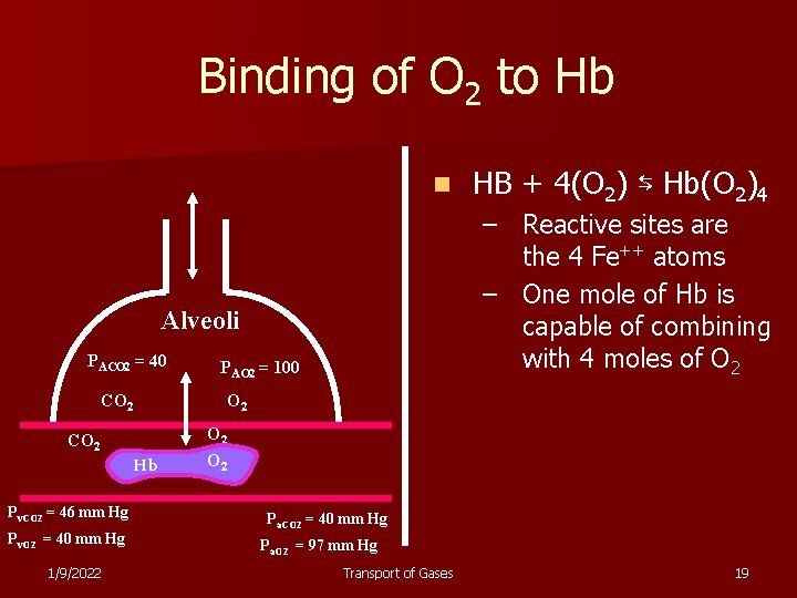 Binding of O 2 to Hb n – Reactive sites are the 4 Fe++