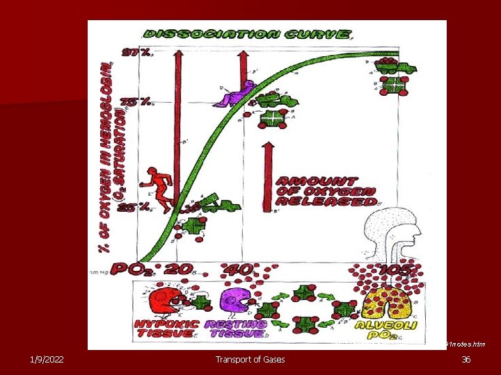 www. people. eku. edu/ritchisong/301 notes. htm 1/9/2022 Transport of Gases 36 