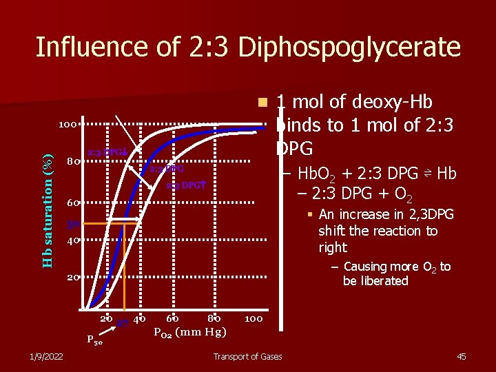 Influence of 2: 3 Diphospoglycerate n Hb saturation (%) 100 80 2: 3 DPG