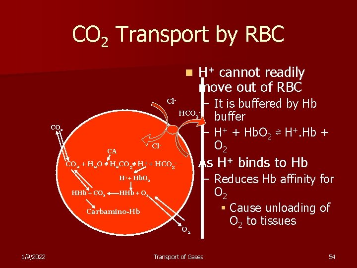 CO 2 Transport by RBC n H+ cannot readily move out of RBC Cl.