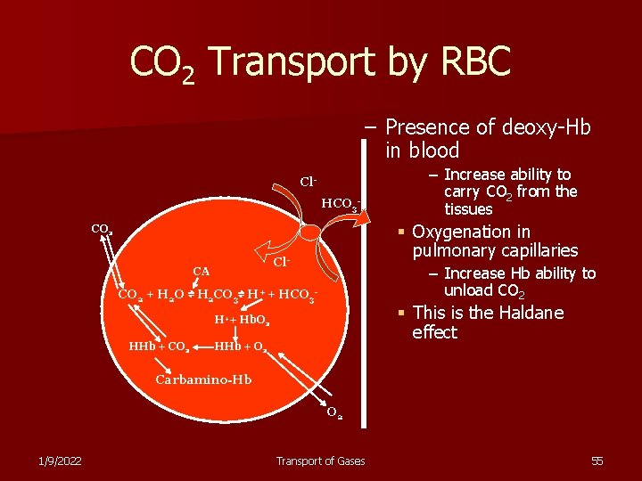 CO 2 Transport by RBC – Presence of deoxy-Hb in blood Cl. HCO 3