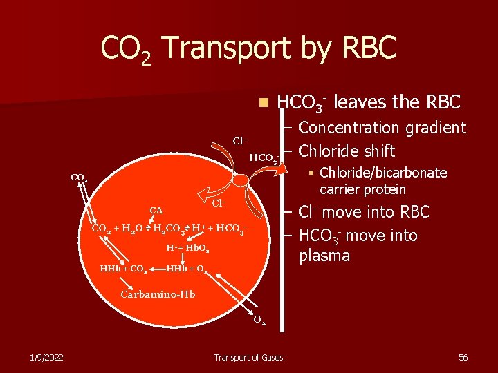 CO 2 Transport by RBC n HCO 3 - leaves the RBC Cl. HCO