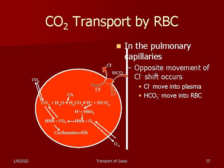 CO 2 Transport by RBC n In the pulmonary capillaries Cl. HCO 3 CO