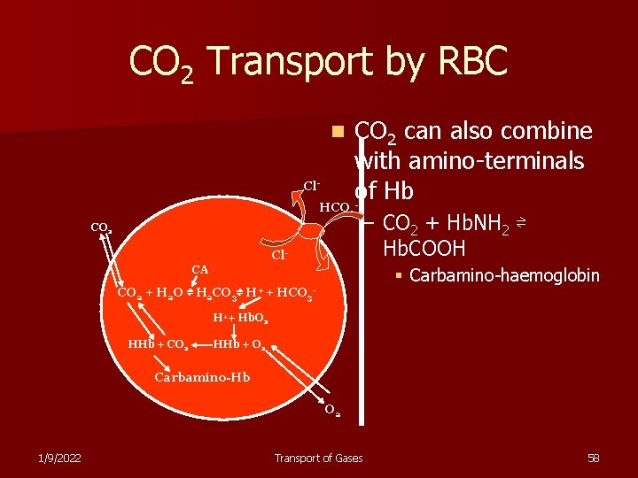 CO 2 Transport by RBC CO 2 can also combine with amino-terminals Cl of