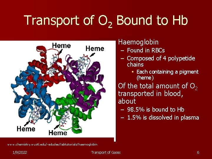 Transport of O 2 Bound to Hb n Haemoglobin – Found in RBCs –