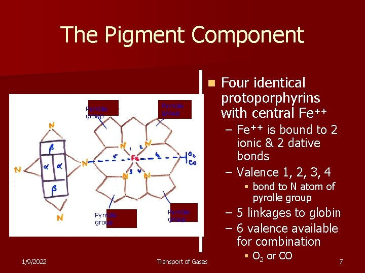The Pigment Component n Pyrrole group Four identical protoporphyrins with central Fe++ – Fe++