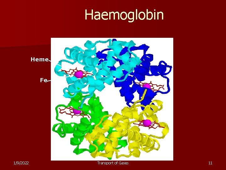 Haemoglobin Heme Fe 1/9/2022 Transport of Gases 11 