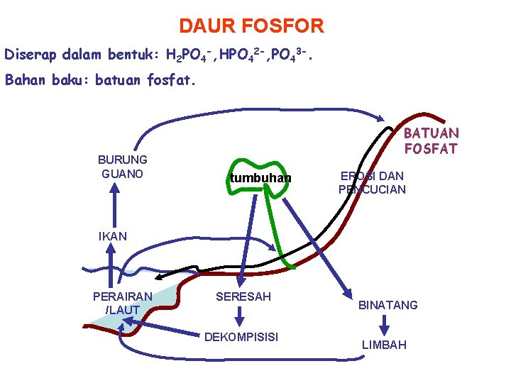 DAUR FOSFOR Diserap dalam bentuk: H 2 PO 4 -, HPO 42 -, PO