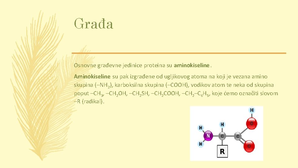 Građa Osnovne građevne jedinice proteina su aminokiseline. Aminokiseline su pak izgrađene od ugljikovog atoma