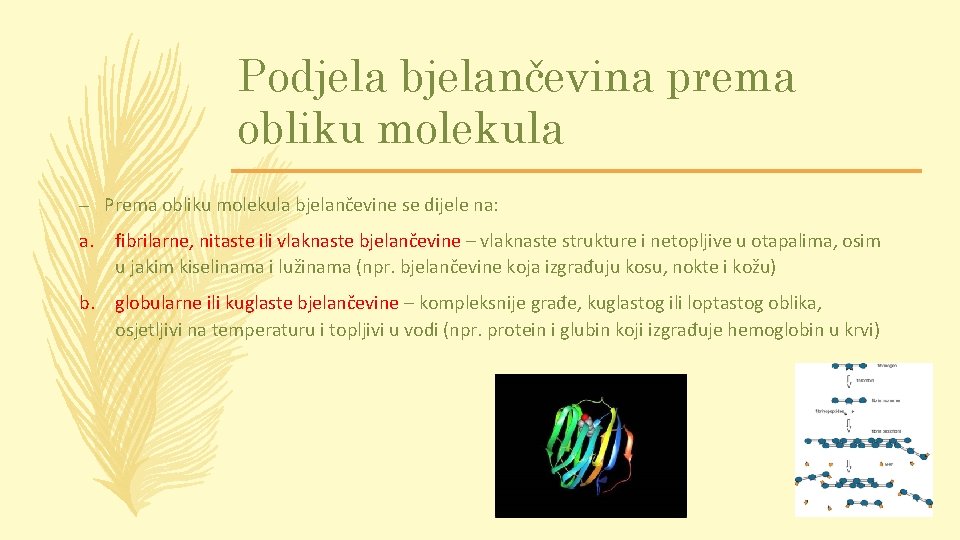 Podjela bjelančevina prema obliku molekula – Prema obliku molekula bjelančevine se dijele na: a.