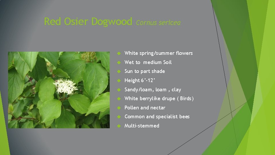 Red Osier Dogwood Cornus sericea White spring/summer flowers Wet to medium Soil Sun to