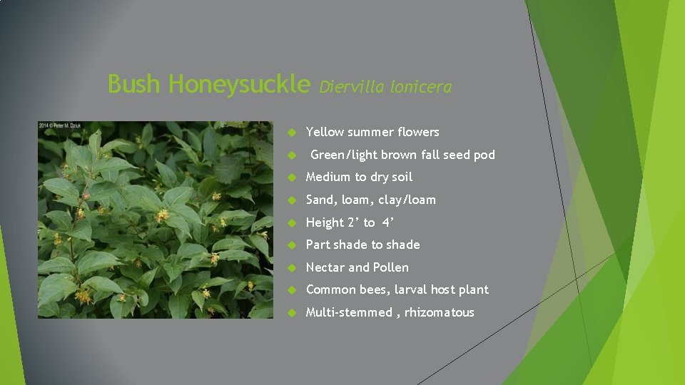 Bush Honeysuckle Diervilla lonicera Yellow summer flowers Green/light brown fall seed pod Medium to