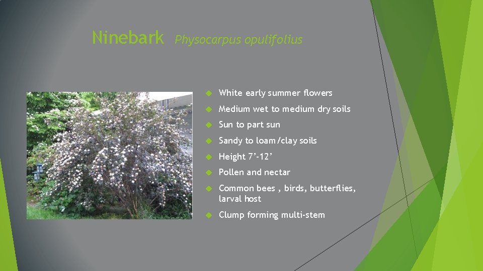 Ninebark Physocarpus opulifolius White early summer flowers Medium wet to medium dry soils Sun