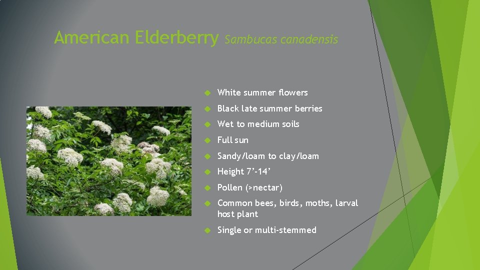 American Elderberry Sambucas canadensis White summer flowers Black late summer berries Wet to medium
