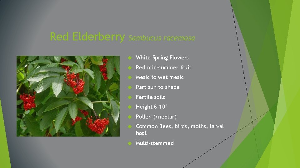 Red Elderberry Sambucus racemosa White Spring Flowers Red mid-summer fruit Mesic to wet mesic