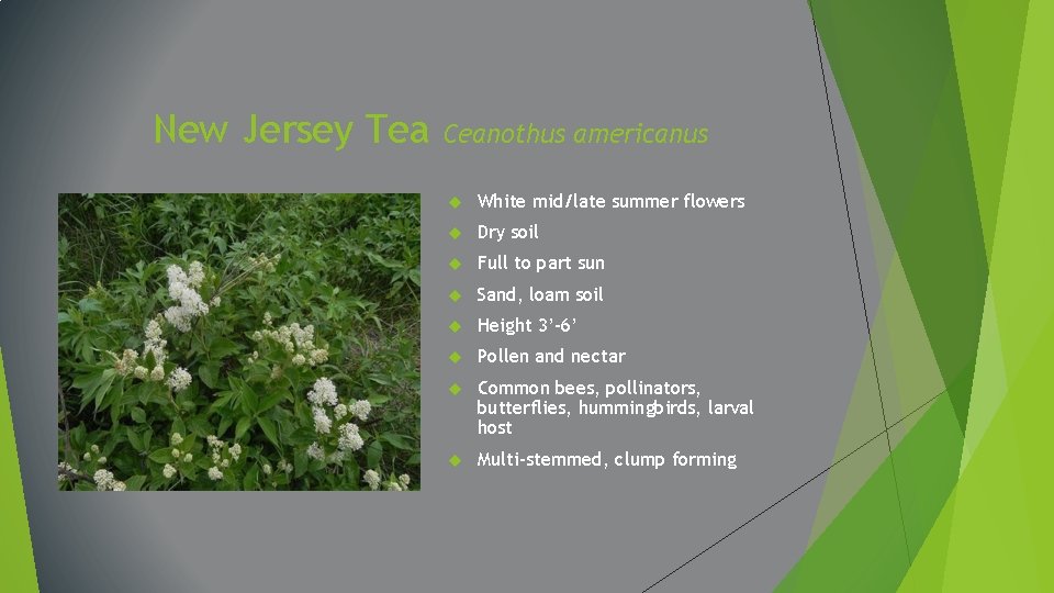 New Jersey Tea Ceanothus americanus White mid/late summer flowers Dry soil Full to part