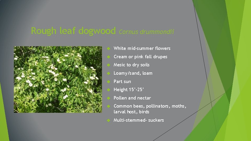 Rough leaf dogwood Cornus drummondii White mid-summer flowers Cream or pink fall drupes Mesic