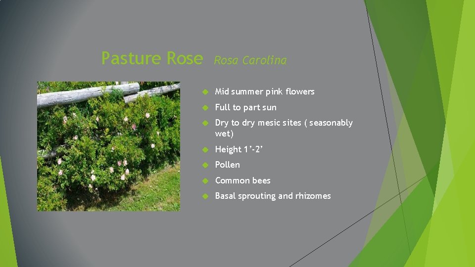 Pasture Rosa Carolina Mid summer pink flowers Full to part sun Dry to dry