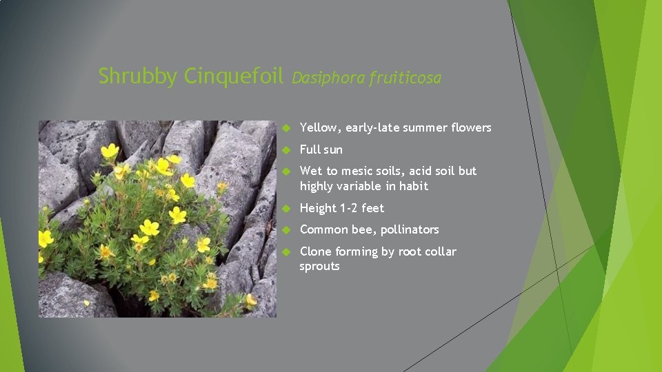 Shrubby Cinquefoil Dasiphora fruiticosa Yellow, early-late summer flowers Full sun Wet to mesic soils,